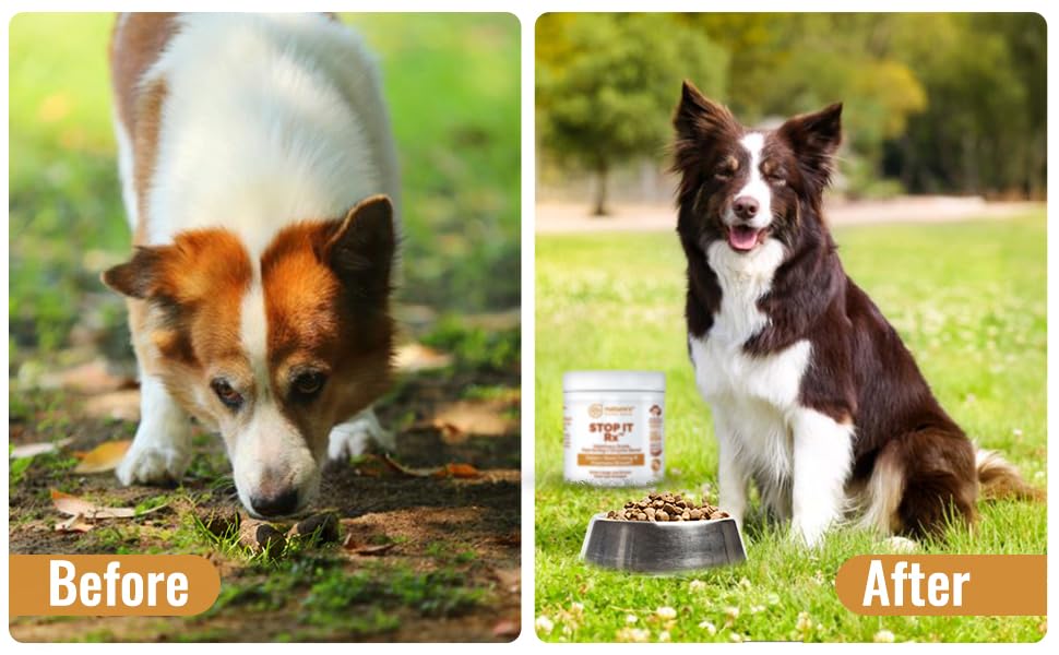 No Poop Eating for Dogs. Coprophagia Treatment. Digestive Enzyme with Breath Freshener. Stop Eating Poop for Dogs, Stool Eating Deterrent. Extra Large 230 Scoops in Each jar.