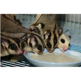 Honey & Fruit Instant-HPW (1 lb.) - All Natural Vitamin Enriched Sugar Glider Food - Healthy & Nutritious - High Protein Wombaroo - Staple Diet