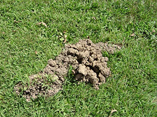 Tomcat Mole Killer, Mimics Natural Food Source, Poison Kills in a Single Feeding, 10 Worms For Rodents