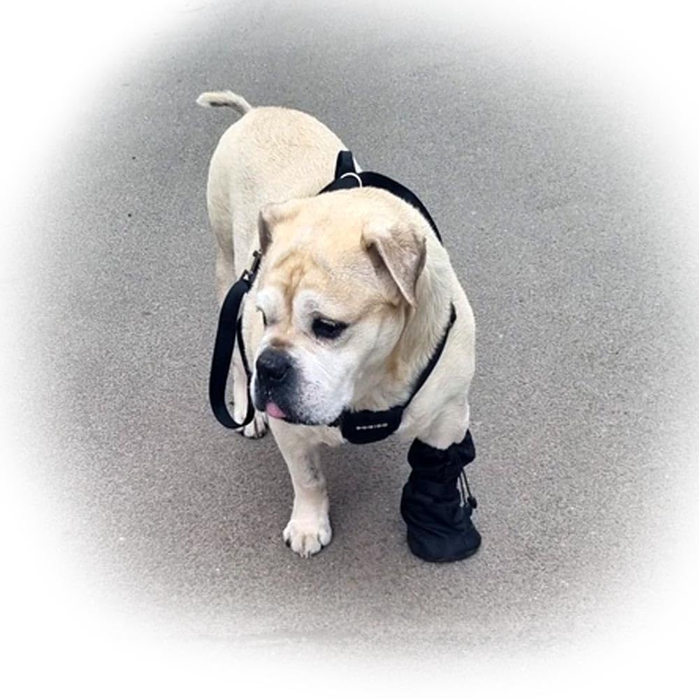 Syorix Dog Paw Wound Recovery Boot | Waterproof Protector for Injured Paws, Anti-Lick Support, Non-Slip Sole Dog Bootie | for Medium, Large & XL Dogs (1 Boot) (XXXL=3XL)