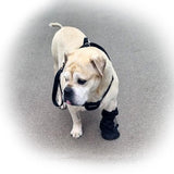 Syorix Dog Paw Wound Recovery Boot | Waterproof Protector for Injured Paws, Anti-Lick Support, Non-Slip Sole Dog Bootie | for Medium, Large & XL Dogs (1 Boot) (XXXL=3XL)