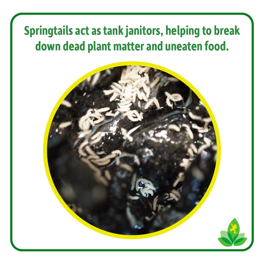 Josh's Frogs Dwarf Tropical White Isopods (25 ct) and Temperate Springtails (8oz) Bioactive Clean Up Crew Bugs Bundle