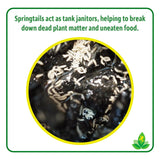 Josh's Frogs Dwarf Tropical White Isopods (25 ct) and Temperate Springtails (8oz) Bioactive Clean Up Crew Bugs Bundle