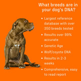 DNA Genetic Age and Breed Test – Trusted & Affordable Breed Identification | 350+ Breeds Identified with 99%+ Accuracy | Plus Genetic Age Test, Wolf DNA