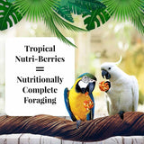 LAFEBER'S Tropical Fruit Nutri-Berries Pet Bird Food, Made with Non-GMO and Human-Grade Ingredients, for Macaws (10 Ounce Pack of 2)