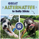 Pawstruck All Natural 11-12" Roasted Collagen Sticks for Dogs – Low Odor & Long-Lasting Bully Stick & Rawhide Alternative, Single Ingredient, Vet Approved – 5 Pack