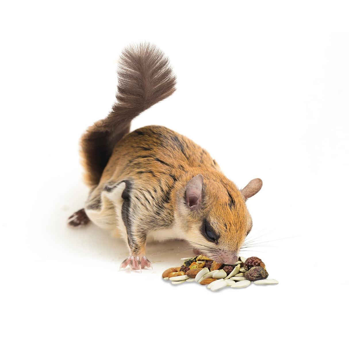 Exotic Nutrition Squirrel Complete (4 lb.) - Healthy Natural Food for Squirrels - Ground, Grey, and Flying Squirrels
