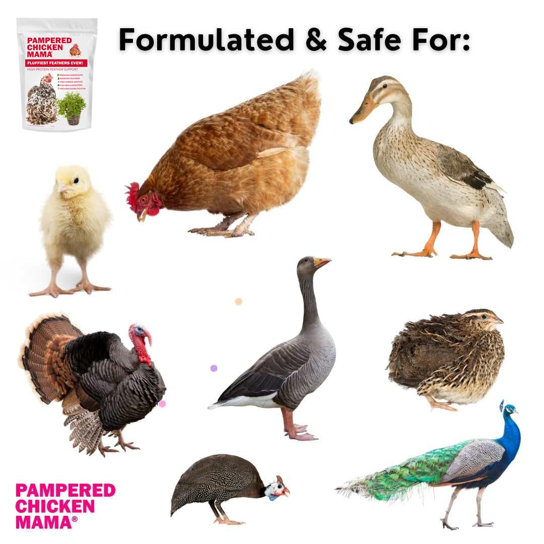 Pampered Chicken Mama Backyard Chicken Molting Supplement: Fluffiest Feathers Ever Backyard Chicken Feed and Supplies for Hens (6 Pound Economy Size)