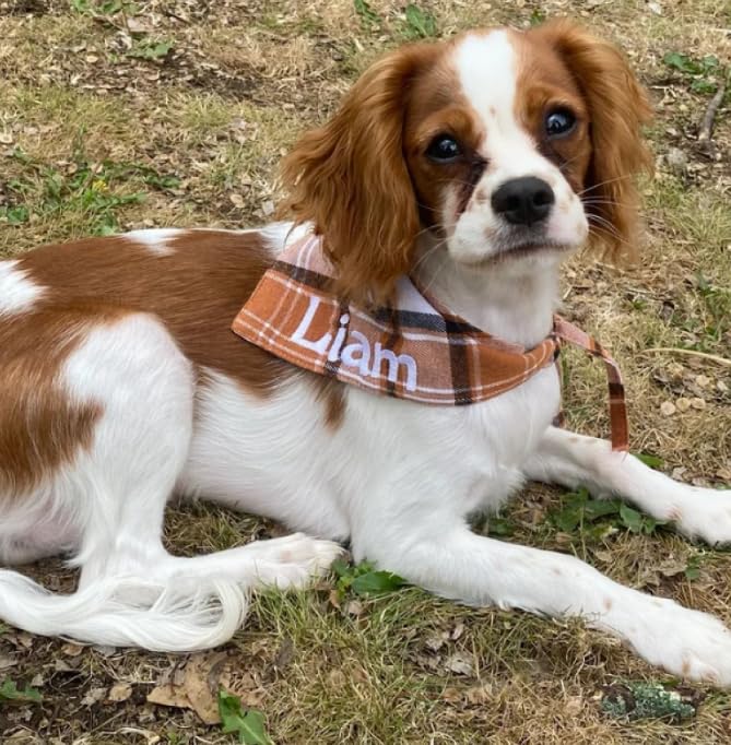 Plaid Bandana Personalized, Embroidered, Buffalo Plaid, Custom Pet Neckwear