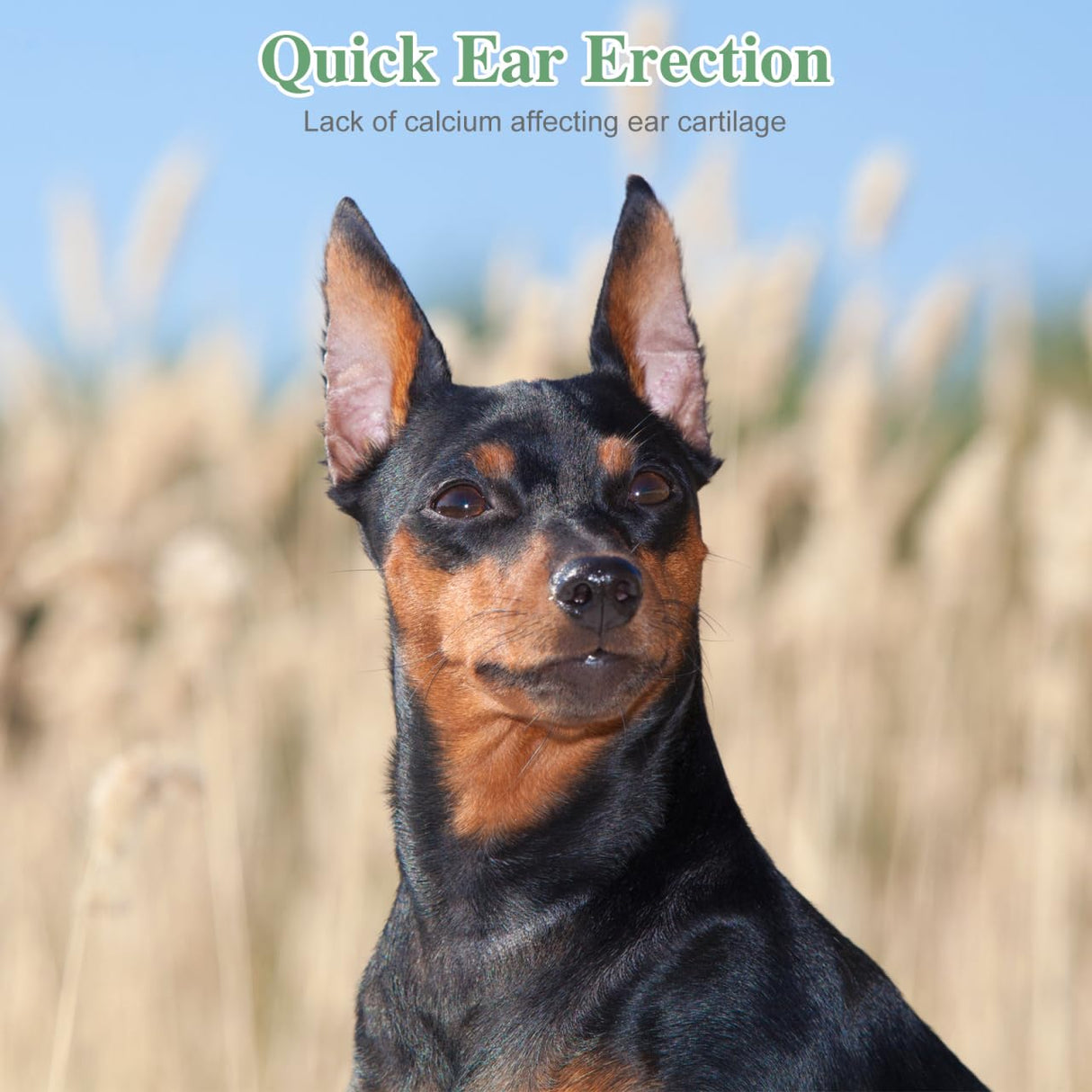 POPETPOP 2 Sets Dog Ear Posting Kit - Doberman Ear Stand Up Tool with Tape, Dog Ear Stand Up Support Tool for Doberman Pinscher Dog Ears Sticker Up