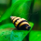 Swimming Creatures 6 Assassin Snails Live for Freshwater Aquarium(Clea Helena) 0.5" - 1"