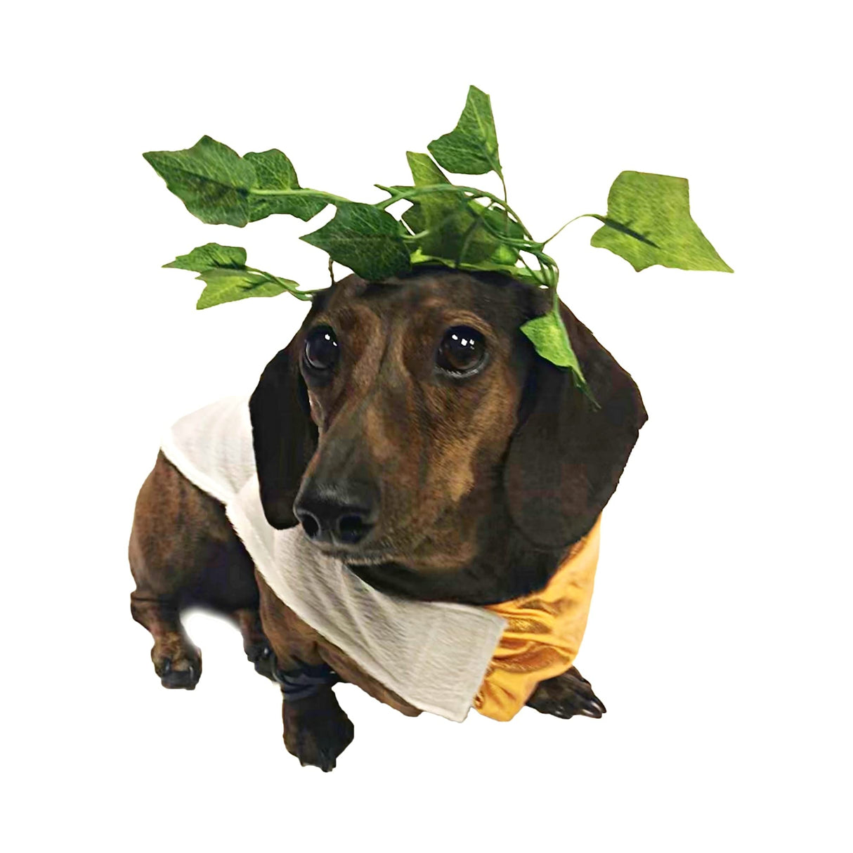 Midlee Toga Dog Halloween Costume (XXX-Large)