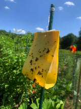 VivaTrap VT-103 Cucumber Beetle Trap & Lure (2 Pack)
