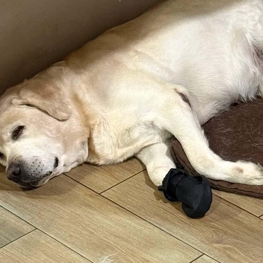 Syorix Dog Paw Wound Recovery Boot | Waterproof Protector for Injured Paws, Anti-Lick Support, Non-Slip Sole Dog Bootie | for Medium, Large & XL Dogs (1 Boot) (XXXL=3XL)