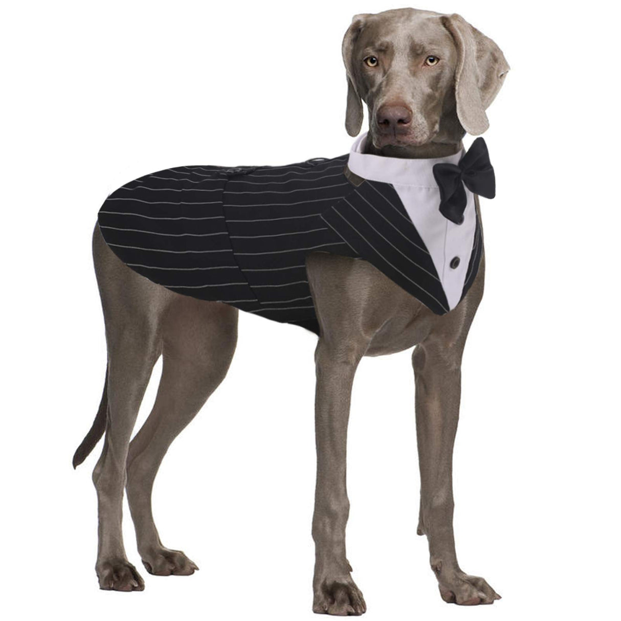 QBLEEV Dog Tuxedo - Formal Dog Suit with Bow Tie, Bandana Set, Halloween & Christmas Outfit, 2XL Stripe