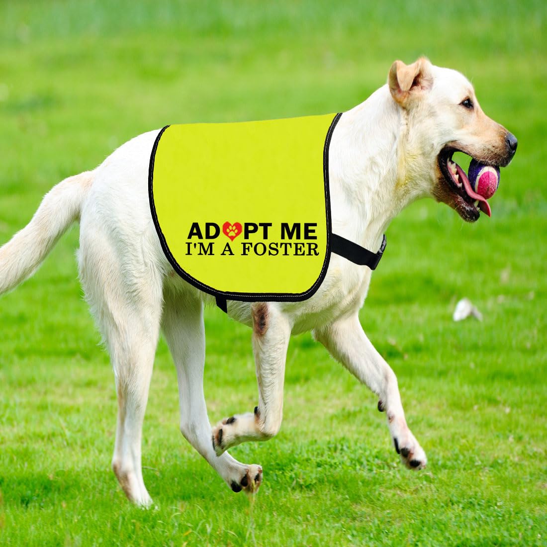 CENWA Adopt I’m A Foster Jacket Vest Adopt Dog Jacket Vest New Puppy Dog (I'm A Foster L)
