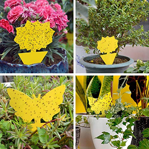 24 Pack Sticky Traps for Indoor Outdoor Natural Pest Control, Fruit Fly Trap and Fungus Gnat Traps for House Plants, Whitefly, Mosquito Bits, Flying Insects, Fly Traps Save Your Plants (Yellow)