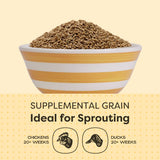 Scratch and Peck Whole Barley Chicken, Duck and Livestock Supplemental Grain - 10 lbs Bag - 8.5% Protein, Certified Organic and Non-GMO Project Verified Chicken Food