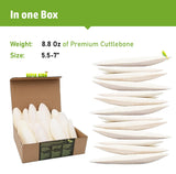 Sepia King - Large - 100% Natural Calcium Supplement - Premium Cuttlebone perfect for Birds, Tortoises, Snails, Reptiles - 5.5 to 7 inch