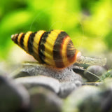 Swimming Creatures 6 Assassin Snails Live for Freshwater Aquarium(Clea Helena) 0.5" - 1"