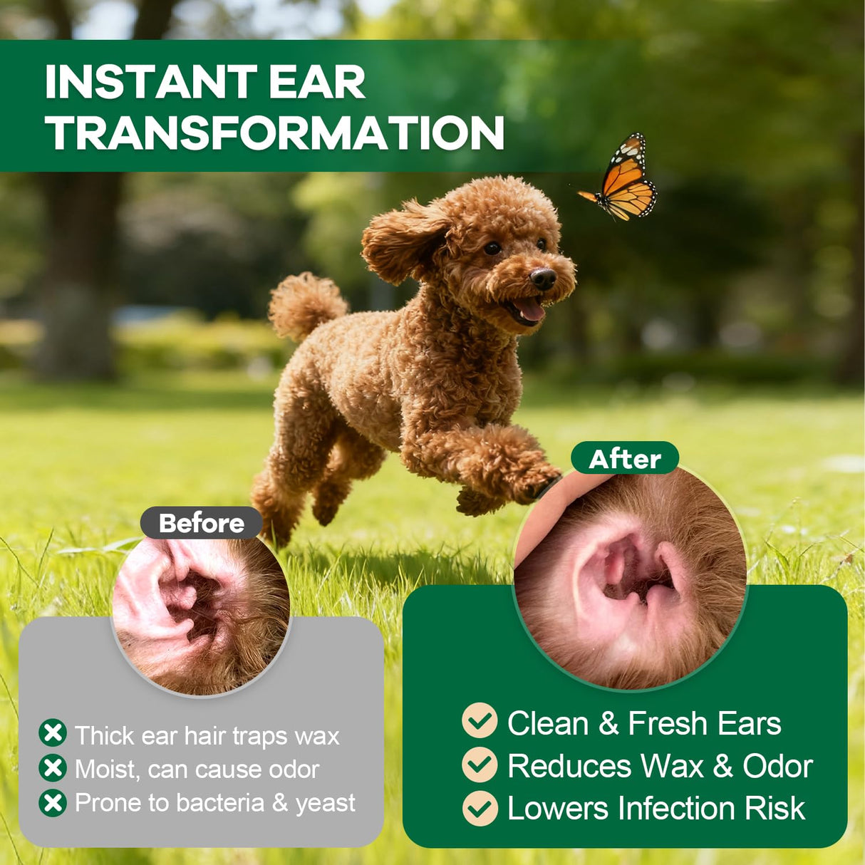 EcoStylife Dog Ear Hair Removal Kit – Upgraded Ear Powder, Round Tip Grooming Scissors & Hemostats for Gentle Hair Plucking, Prevention for Poodles, Schnauzers