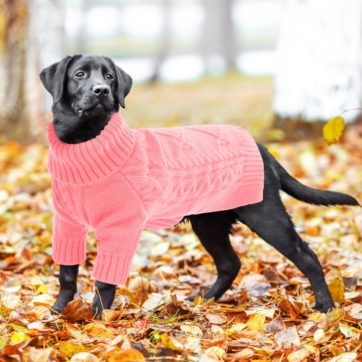 ASENKU Knitted Dog Sweater, Pullover Big Thermal Dog Winter Sweater, Turtleneck Doggy Sweaters for Large Medium Dogs Boy Girl,Warm Pet Sweatshirt for Maltese,Mini Dachshund,M
