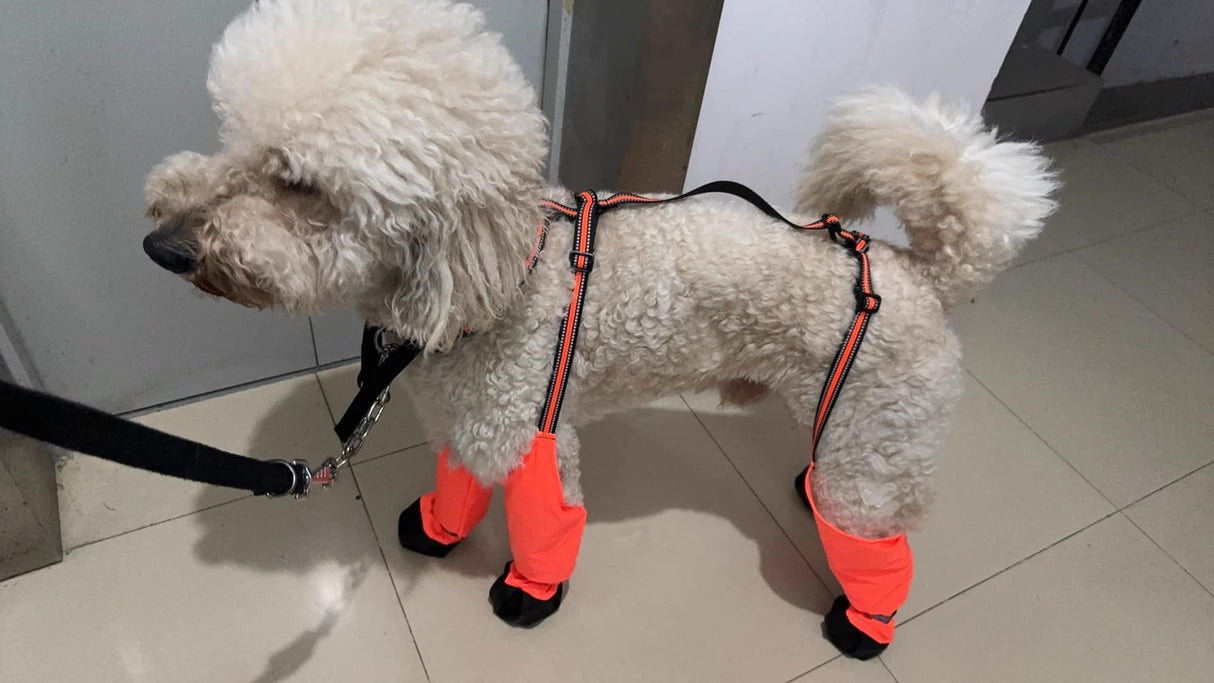 Adjustable Dog Suspender Boots with Attached Waterproof Paw Protectors, Non-Slip Summer Hiking Shoes for Rainy Days and Night Safety with Reflective Design (Orange, XS)