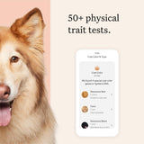 Wisdom Panel Premium Dog DNA Kit: Most Comprehensive with 265+ Health Tests, Identify 365+ Dog Breeds, 50+ Traits, Relatives, Ancestry, Genetic Diversity - Pack of 1