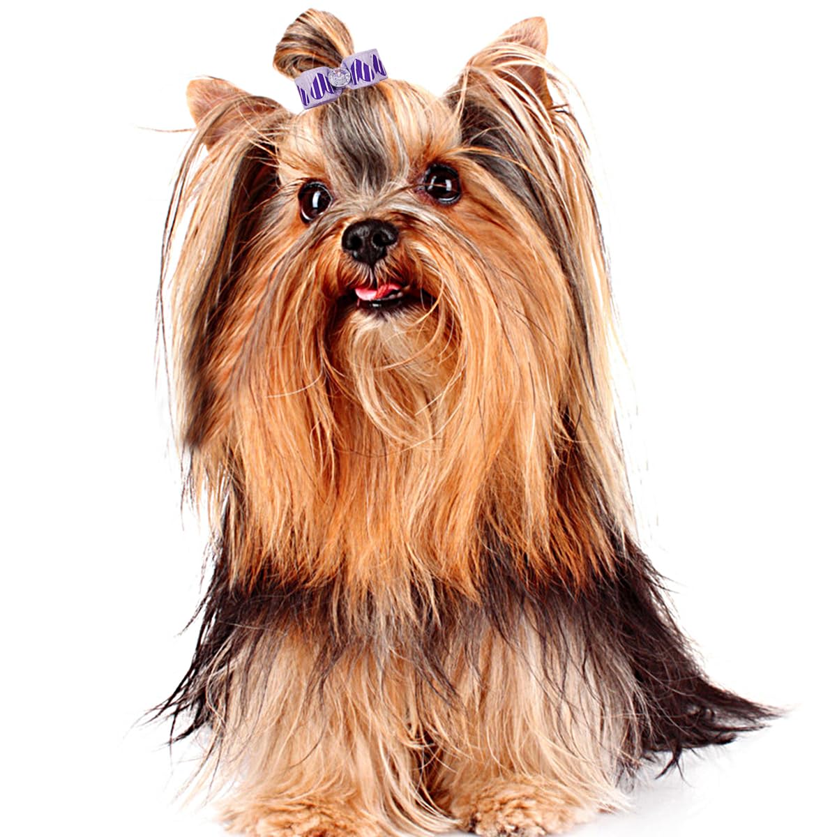 PET SHOW 100pcs Bulk 0.98inch*0.39inch Tiny Small Dogs Hair Bows with Rubber Bands Cat Puppies Yorkie Hair Topknot Grooming Accessories Mixed Matching Colors