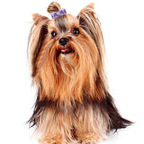 PET SHOW 100pcs Bulk 0.98inch*0.39inch Tiny Small Dogs Hair Bows with Rubber Bands Cat Puppies Yorkie Hair Topknot Grooming Accessories Mixed Matching Colors