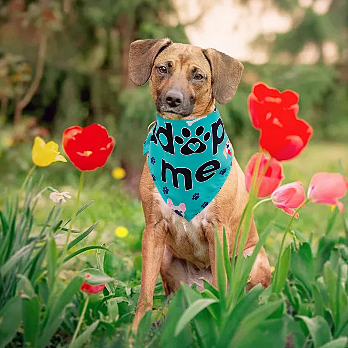 JpGdn 30Pcs/Pack Adopt Me Dog Bandanas Bulk with Paw Print Stitching Hemming Selvedge Sewing Scarves for Small Medium Foster Animals to Look for Homes or Adoption