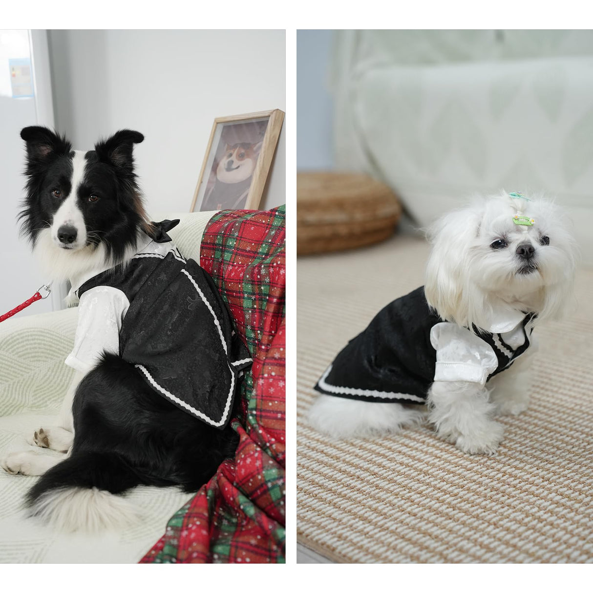 Dog Tuxedo Suit, Formal Dog Shirt Costume Wedding Attire with Black Bow Tie, Pet Outfit for Small Dogs Cats (Jacquard&Black, 4X-Large(55.1-74.9lb))