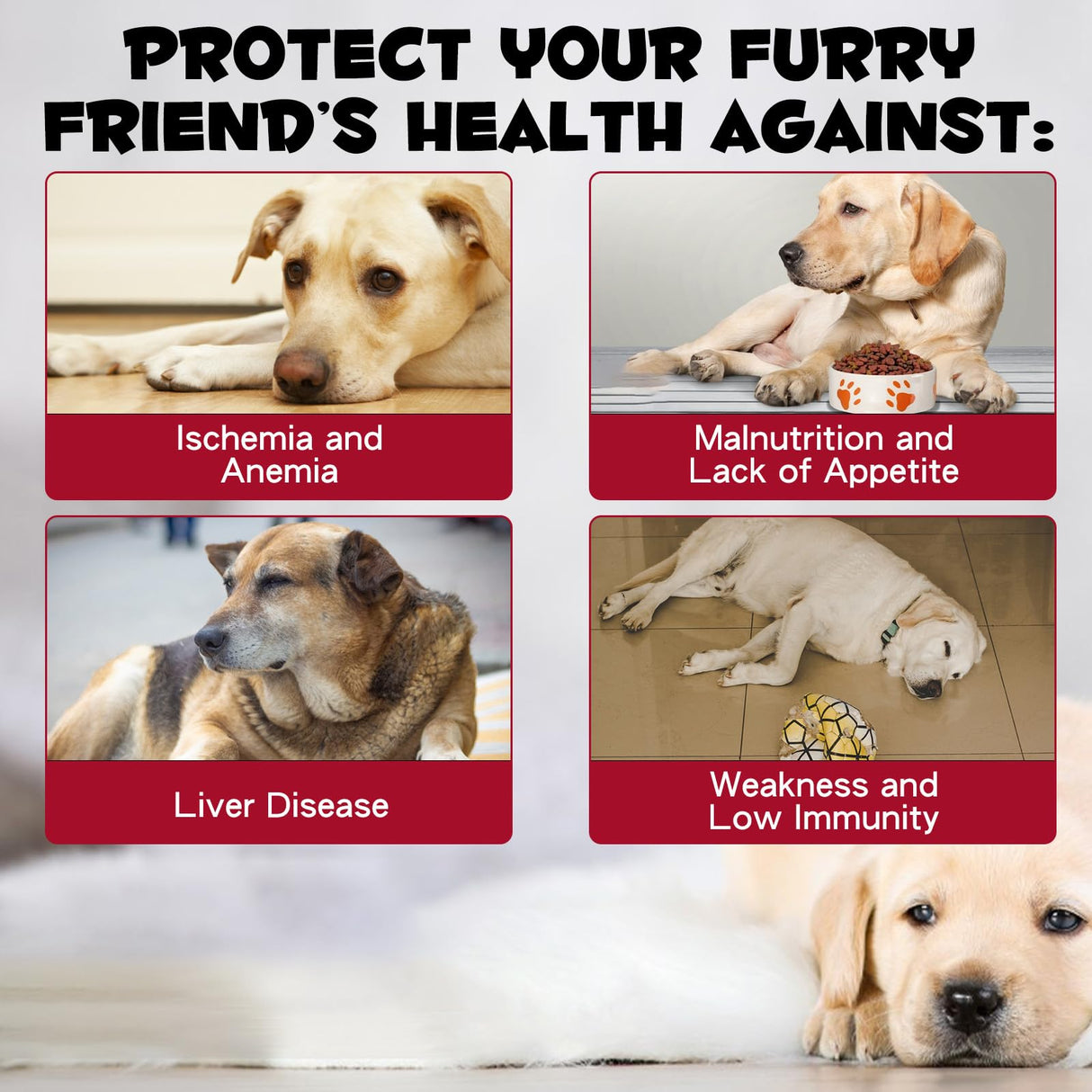 Iron Supplements for Dogs, Liquid Iron for Dogs with Folate and B12 Supports Anemia, Supplement for Anemia, Promotes Blood Health 2 oz