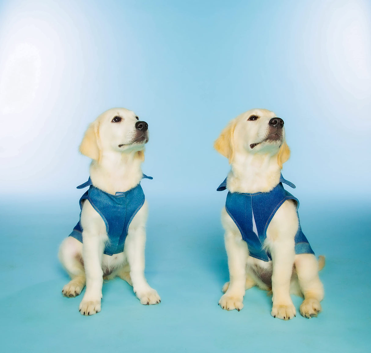 Dolly Doggy Parton Blue Denim Jacket with Collar for Dogs, Dog Apparel (Pack of 2)