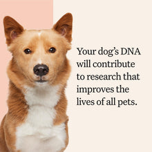 Load image into Gallery viewer, Wisdom Panel Premium Dog DNA Kit: Most Comprehensive with 265+ Health Tests, Identify 365+ Dog Breeds, 50+ Traits, Relatives, Ancestry, Genetic Diversity - Pack of 1
