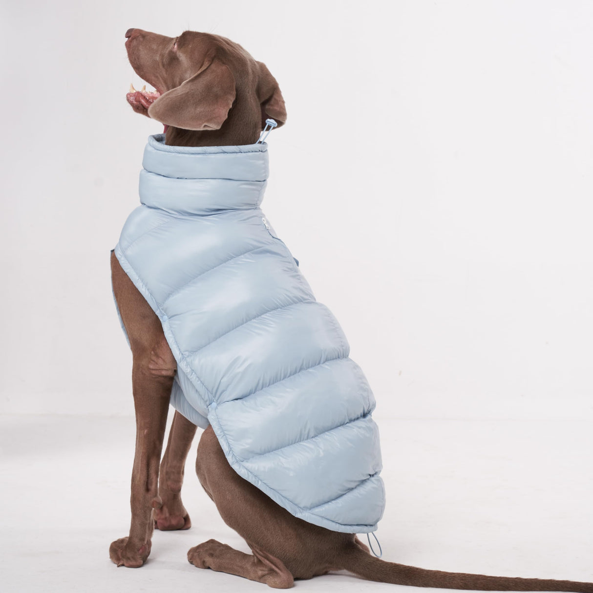 ChoChoCho Winter Dog Jacket, Cold Weather Coats, Lightweight, Thermal Insulated, Water-Resistant, Adjustable Dog Jackets with Leash Access for Small Medium Large Breeds (Blue, 3)