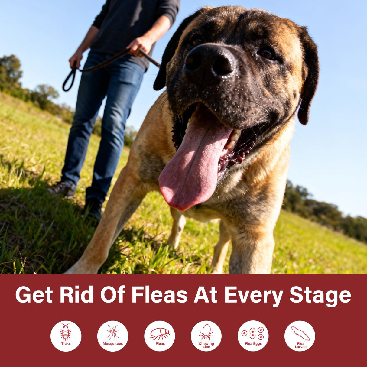 Flea and tick Prevention for Dogs - Nutritional Supplements - Suitable for Dogs Weighing 89 to 132 pounds.