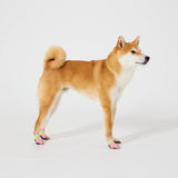 WICKEDPUP Pet Booties for Dogs & Cats, 48ct | Disposable Socks to Stop Licking | Puppy Shoes for Paw Protection against Heat, Hot Pavement, Snow | Wound Recovery Boots Foot Covers for Injured Paw (XS)