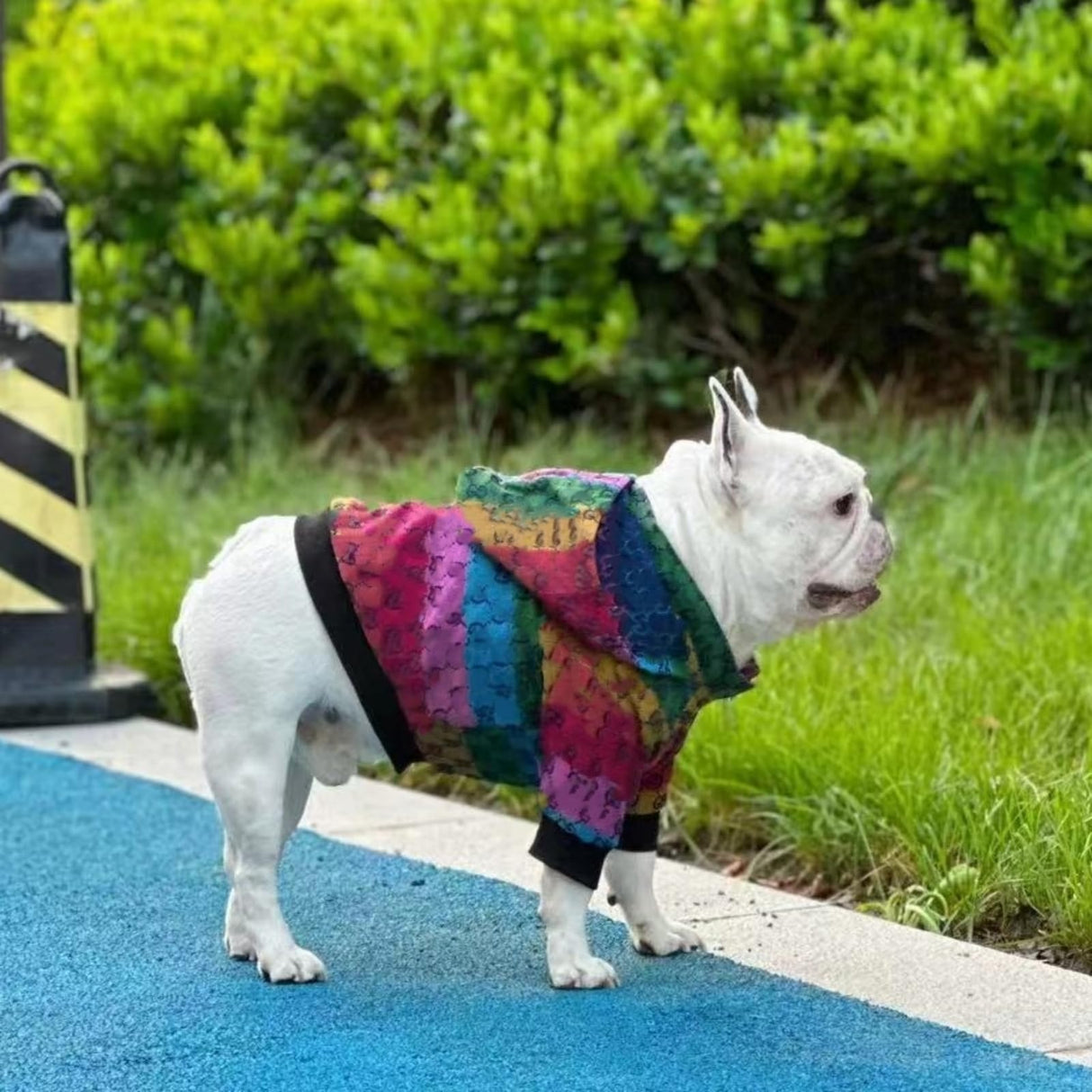 HQREA Dog Hoodie Luxury Winter Small Dog Jacket Clothes Classic Designer French Bulldog Teddy Pug Puppy Clothes(S)