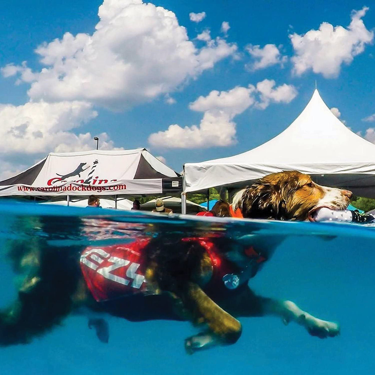 EzyDog Rashguard Vest - Premium Dog Shirt Allowing All-Day Water Use - Tested to Provide 50+ UV Protection - Innovative Design for a Snug, Comfortable Fit (Medium, Red)