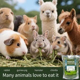 Hay Natural Oven-Baked Timothy Hay for Guinea Pigs, Rabbits & Chinchillas, All Natural High Fiber Food for Digestive Health, 1.1 LB