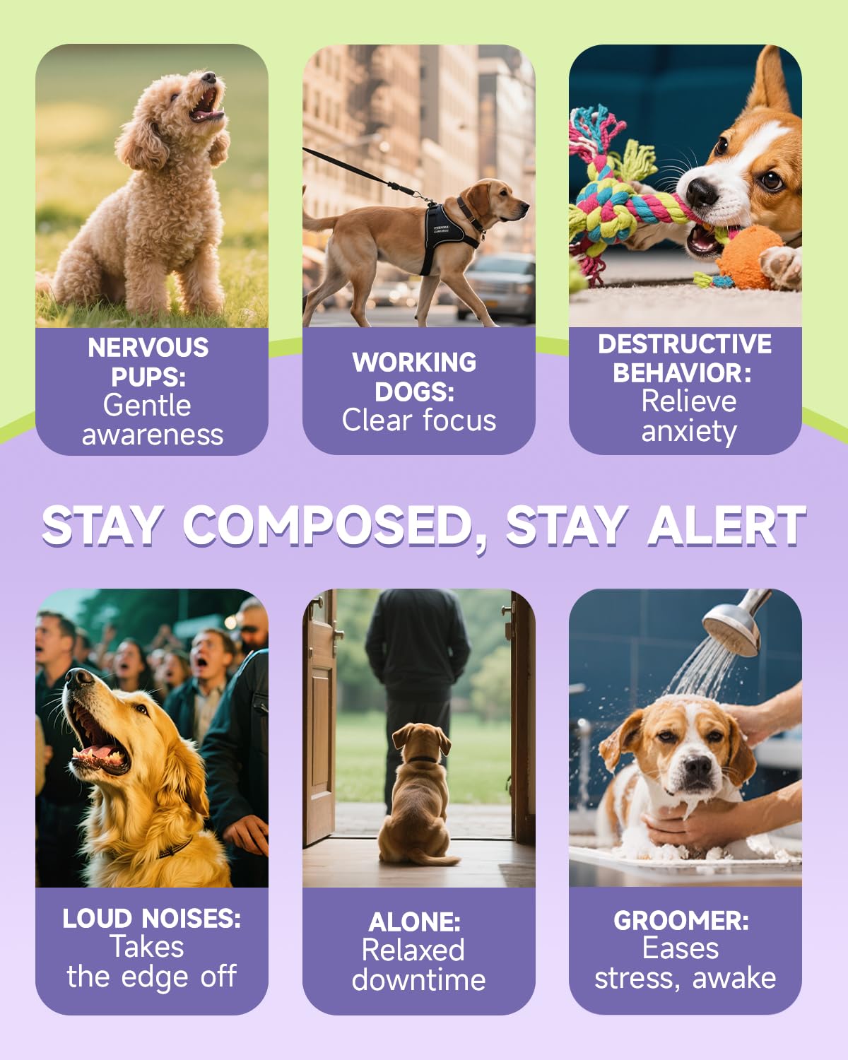 Dog Calming Drop – Anxiety Stress Relief for Dogs,Separation, Fireworks, Storm,Thunder Anxiety Support,Sleep Aid Dog Calming Supplement, GABA, L-Tryptophan, L-Theanine, Chamomile 60ML Calming for Dogs