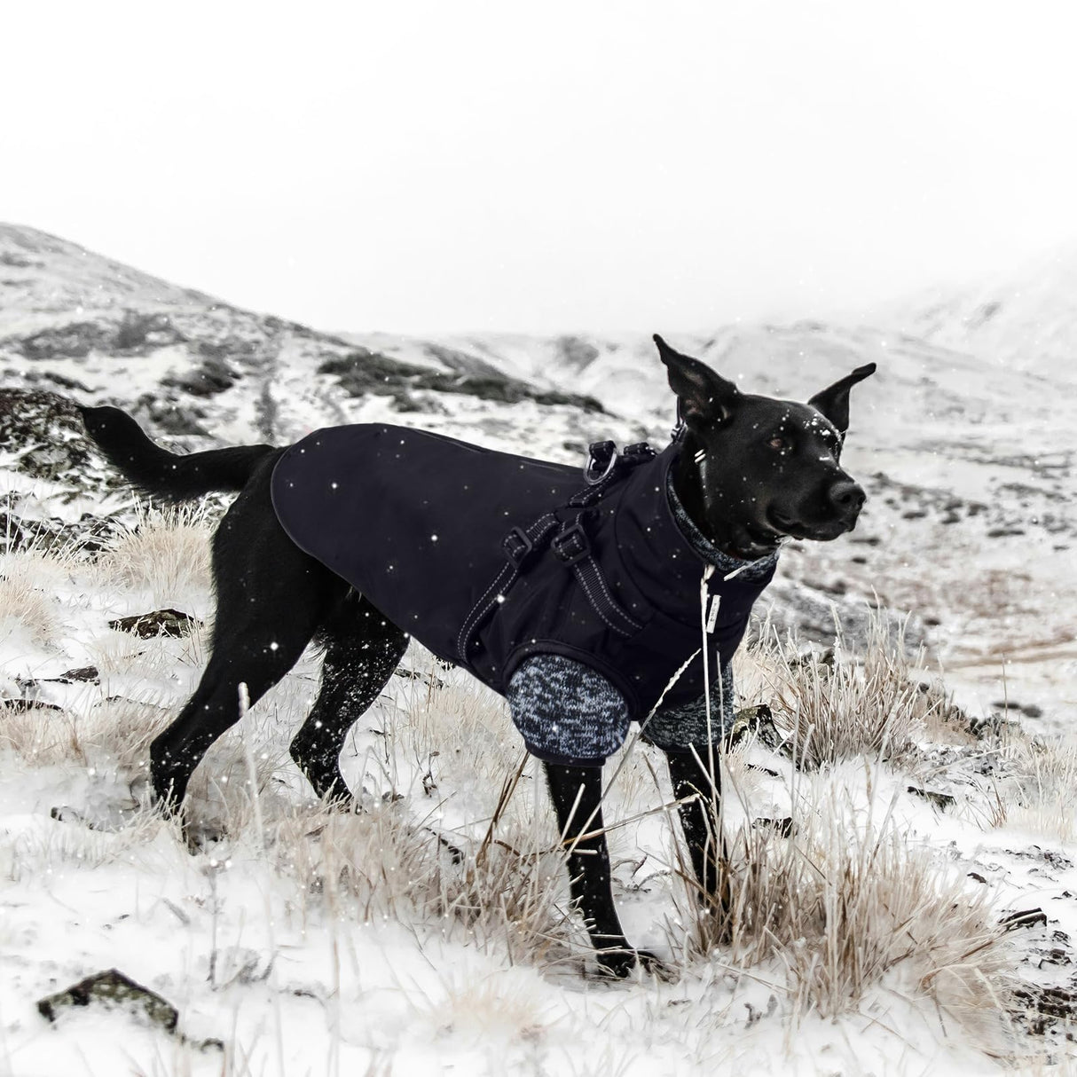 Lelepet Dog Coat 3 in 1 Waterproof Dog Winter Jacket with Harness Built in Windproof Snow Jakcet with Detachable Fleece Sweater Lining Reflective Thermal Cold Weather Coats for Small Medium Large Dogs