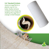 Josh's Frogs 1/4" Banded Crickets (120 Count)