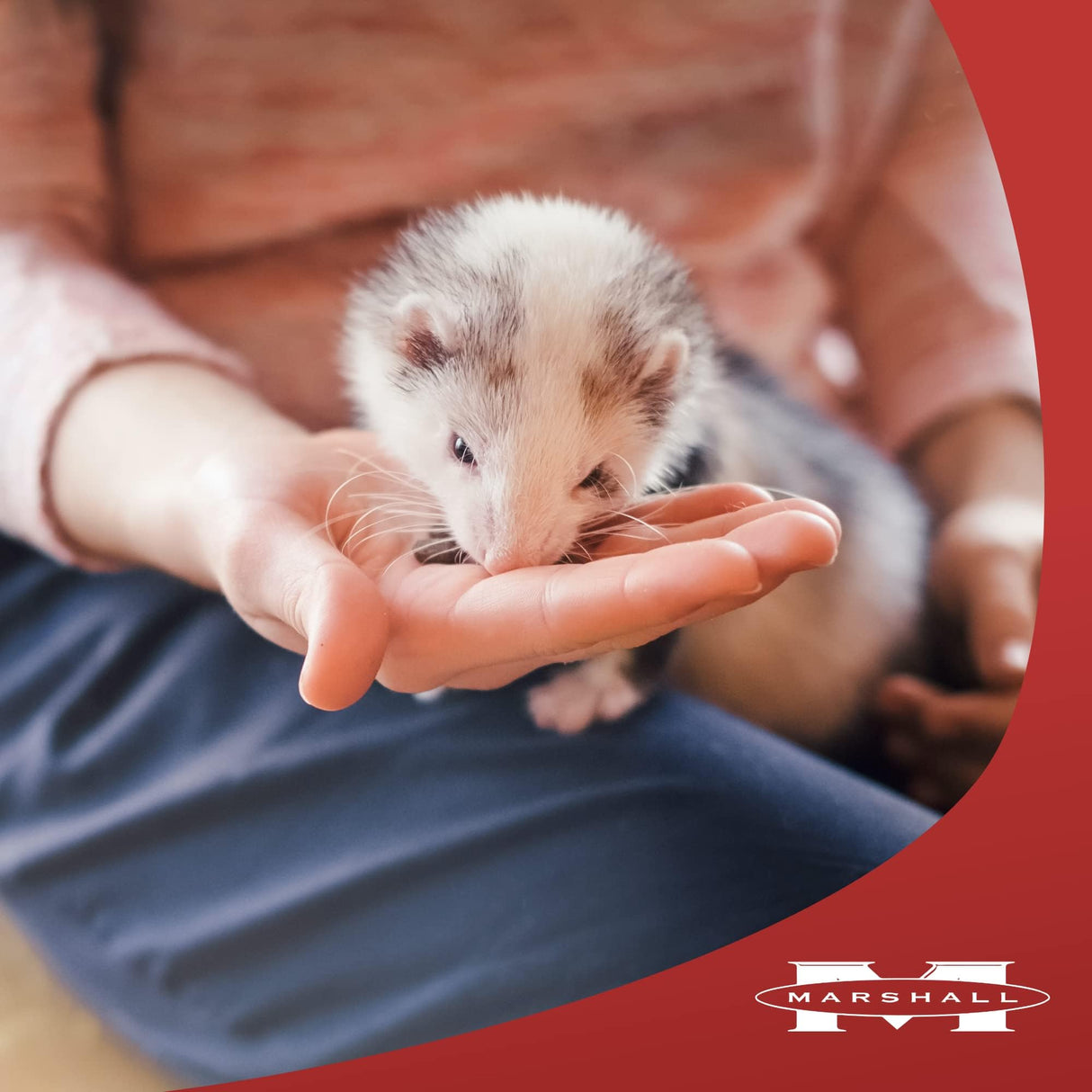 Marshall Premium Ferret Diet 4 Pound Food Bag Pellet