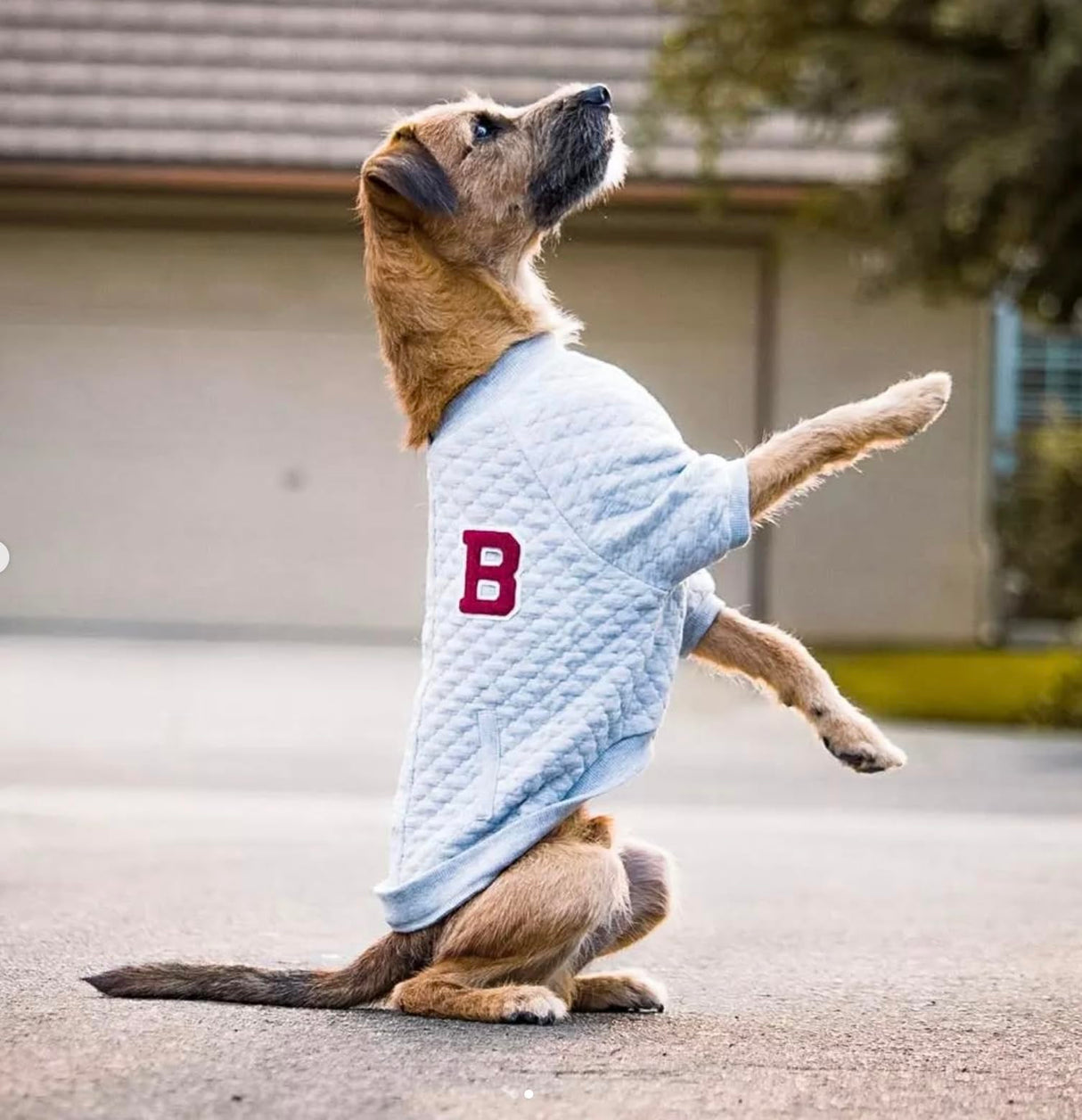 Blueberry Pet Soft & Comfy Baseball Fans Favorite Argyle Jacquard Pullover Dog Sweatshirt in Grey, Back Length 22", Pack of 1 Jacket for Dogs