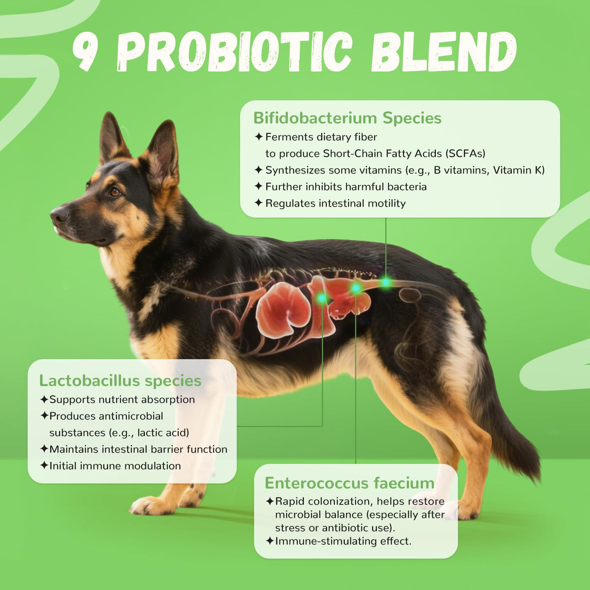 Furrolika Probiotics for Dogs – Supplements for Gut Health, Digestive Support, Immune Support & Diarrhea Relief – Beef Flavor Dog Probiotic Soft Chews