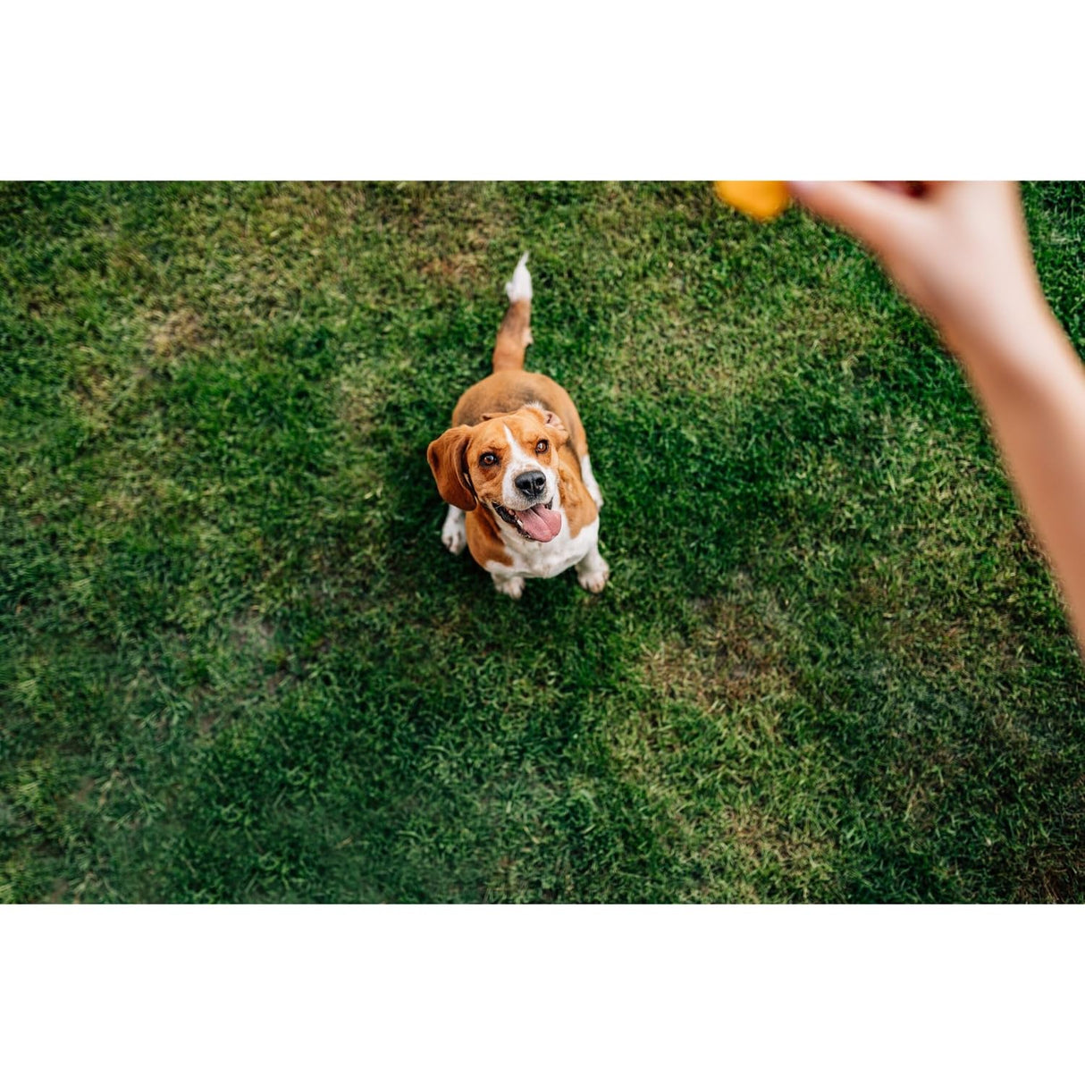 Chip's Naturals Doggie Chicken Chips Large 15 oz All Natural High Protein Low Calorie Healthy Dog Treats, Grain Free Gluten Free USDA Inspected & Approved Chicken Treat for Dogs, Pet Supplies