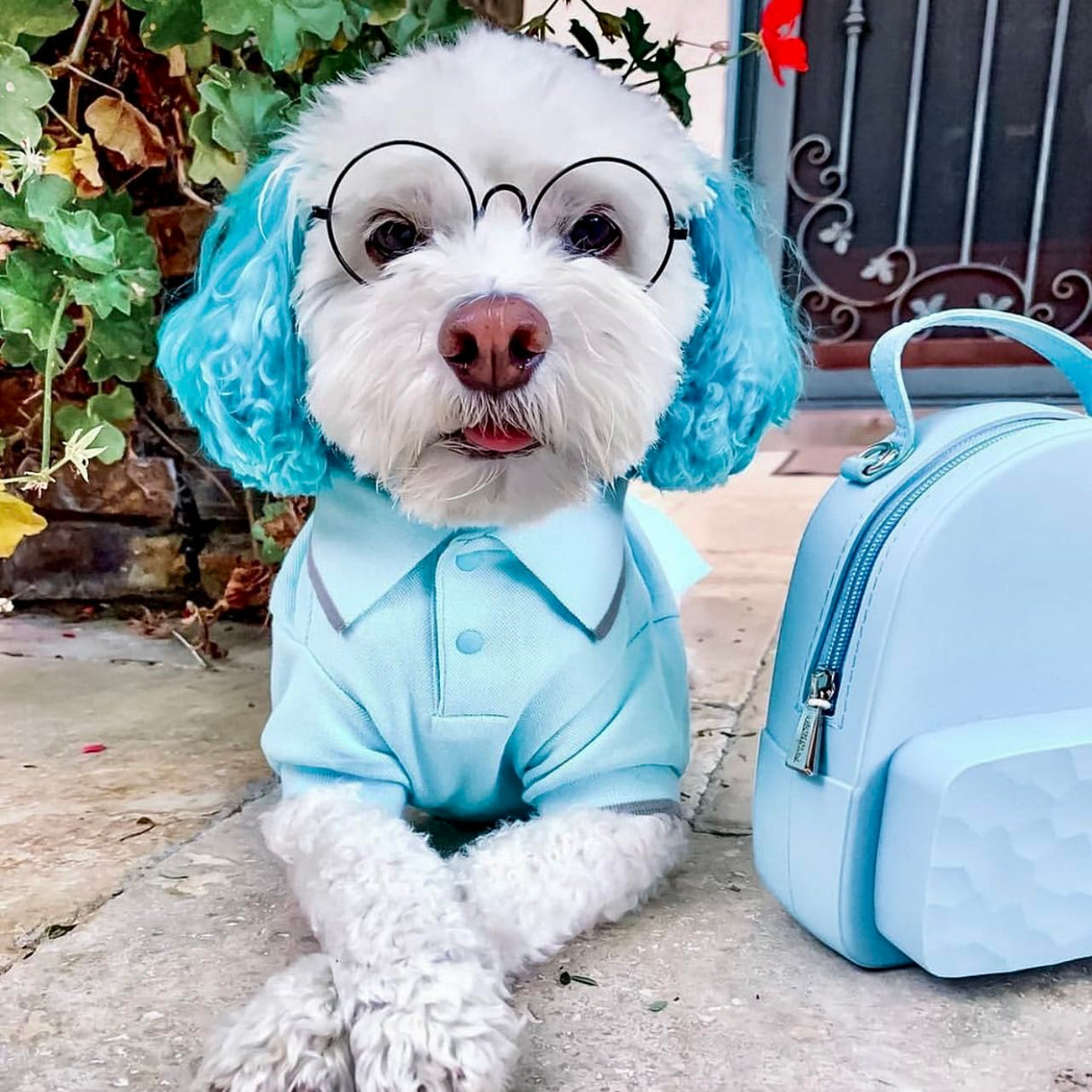 Blueberry Pet Back to School 2-Pack Prep School Style Dog Polo Shirts | Cotton Outfit for Small Pets in Pastel Pink + Blue, Back Length 14 inch