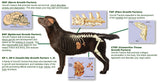The Gift For Life Canine: Champion Your Dog's Health Journey!